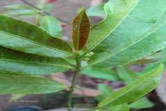 Excoecaria cochinchinensis